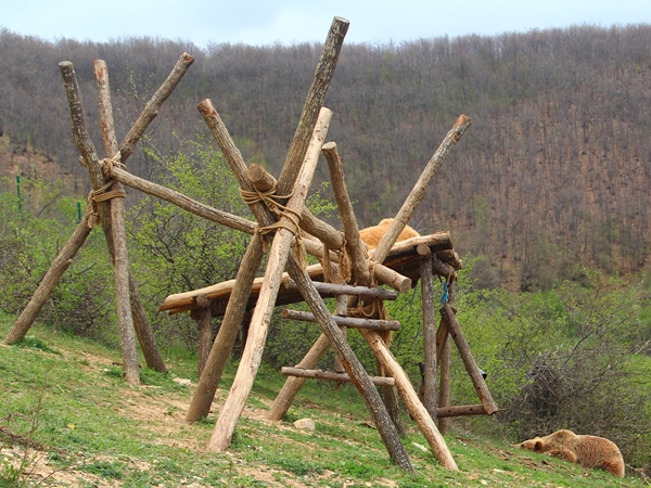 bears in kosovo in bear sanctuary